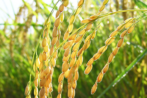 健康な土が健康な稲を育てる