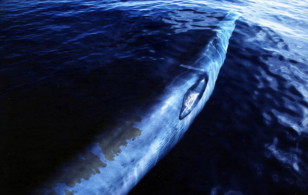 優雅な泳ぎのニタリクジラ