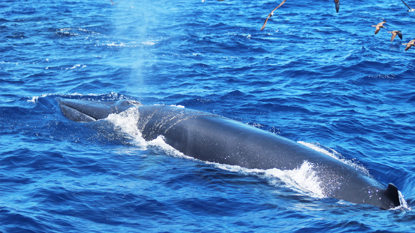 2025年もありがとうございました！：大方ホエールウォッチング